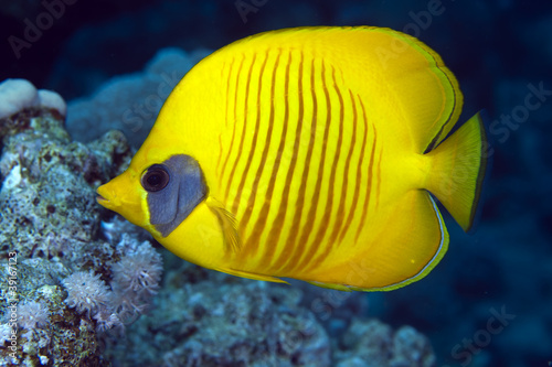 Masked butterflyfish in the Red Sea. © stephan kerkhofs