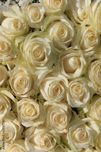 group of white roses