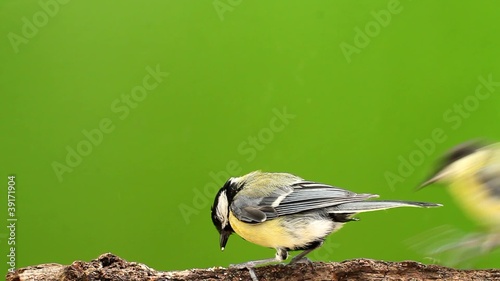 Great tit - Struggle for daily bread! part 1