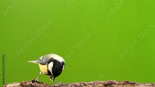 Great tit - Struggle for daily bread! part 3