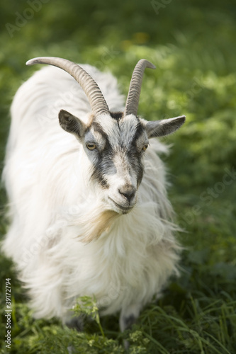 Goat © gemenacom