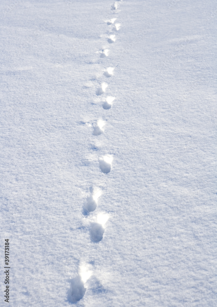 Footprints in snow Footprints in snow