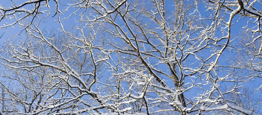 Obraz premium Branches with snow
