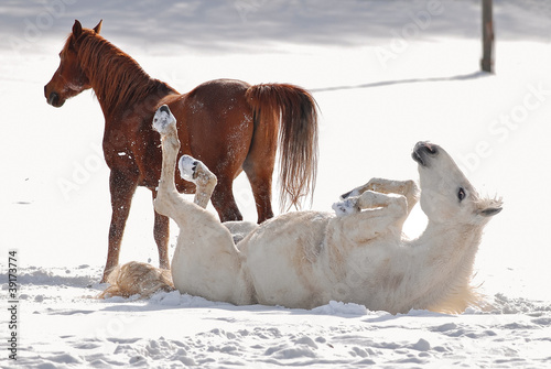 Cavalli su neve photo