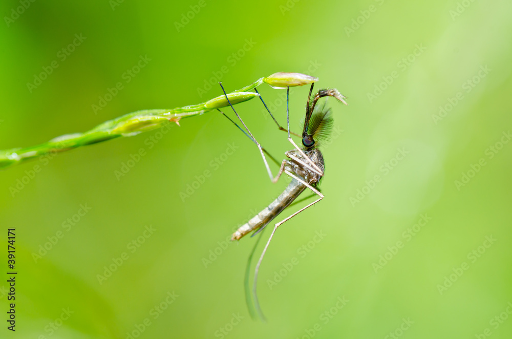 mosquito in nature mosquito in nature