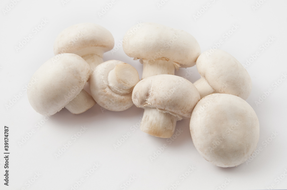 White edible mushrooms isolated on the gray background White edible mushrooms isolated on the gray background