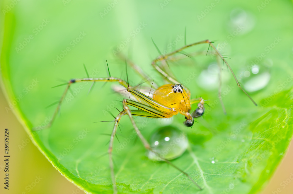 Fototapeta premium long legs spider in green nature