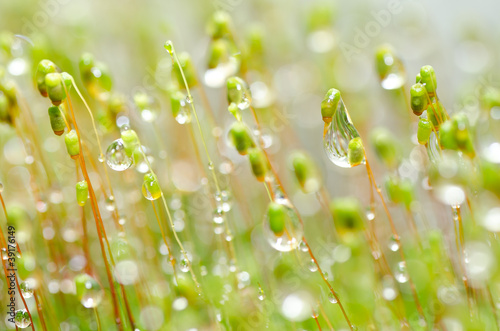 fresh moss and water drops in green nature