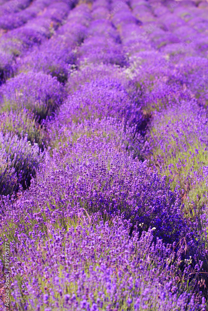 Obraz premium color lavender field