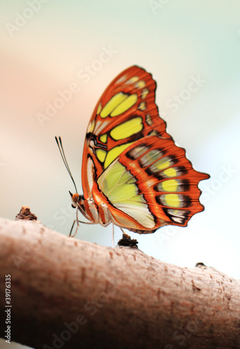Red lacewing butterfly (lat. Cethosia biblis)