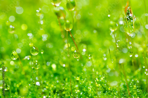 fresh moss and water drops in green nature
