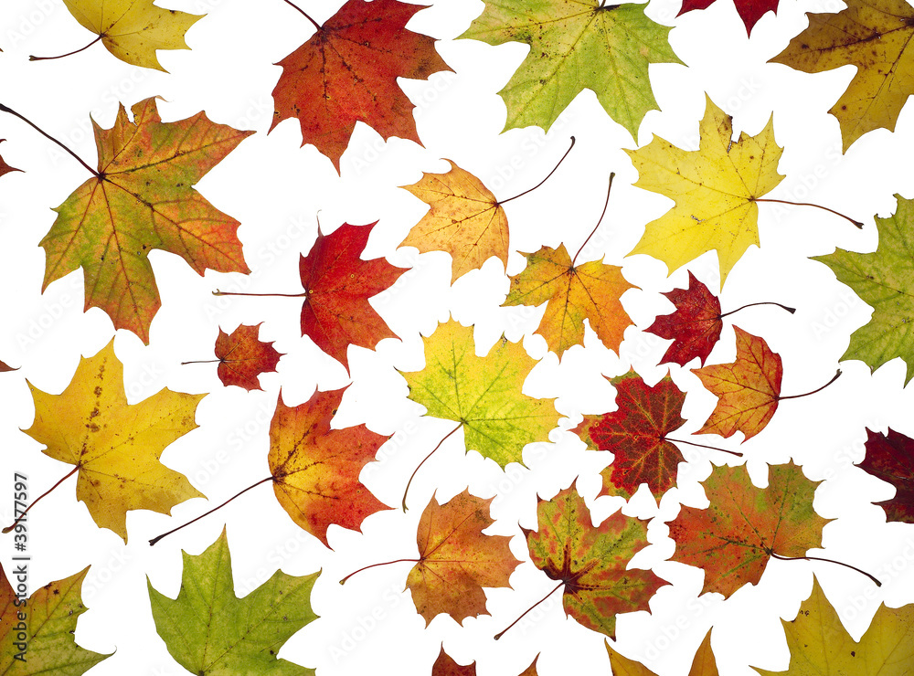 Autumn Leafs Autumn Leafs