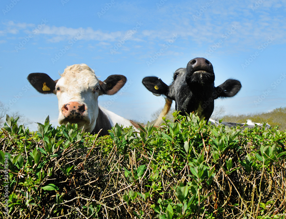 Cows peering over a hedgerow