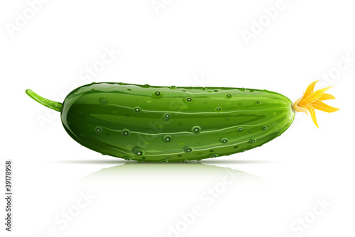 cucumber green ripe vector illustration isolated on white