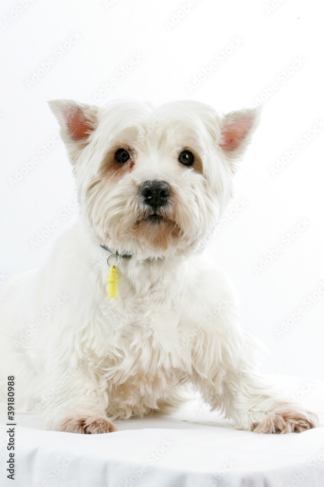 Westie