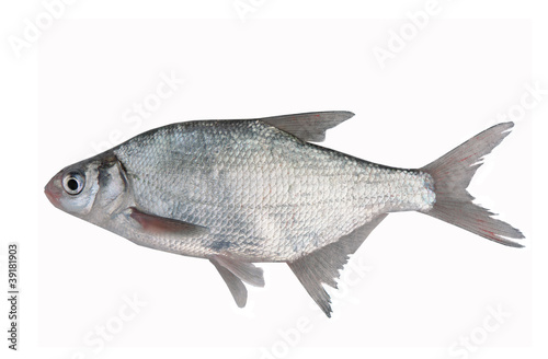 fish bream photo
