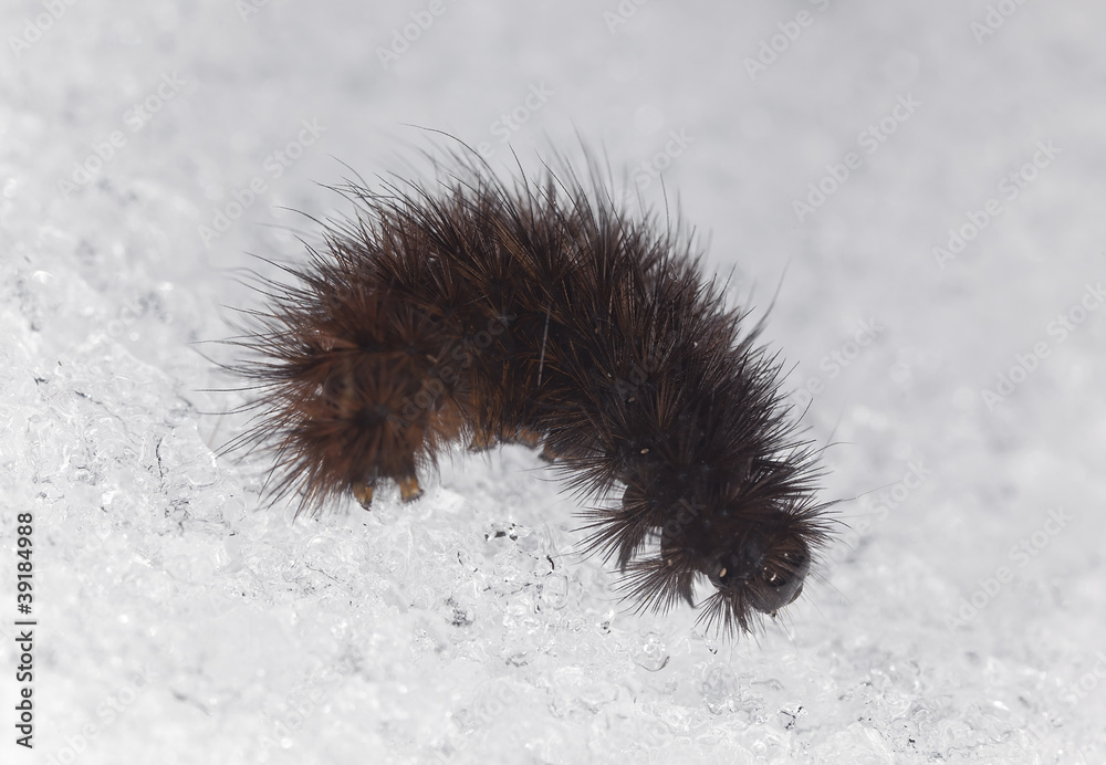 Ruby tiger larva (Phragmatobia fuliginosa) in snow, macro photo Ruby tiger larva (Phragmatobia fuliginosa) in snow, macro photo