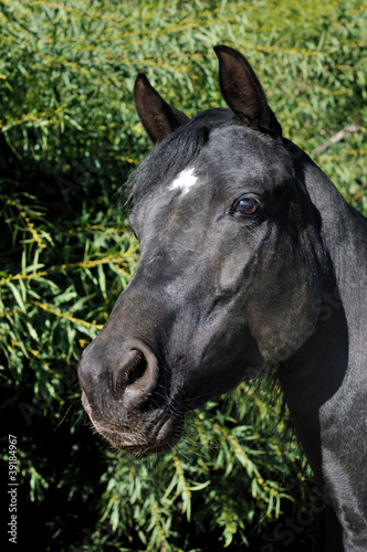 Head of a black horse