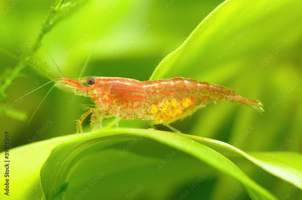 Neocaridina heteropoda with eggs