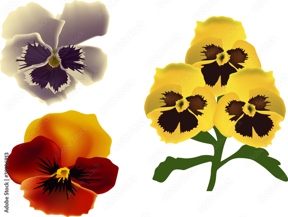 Fototapeta premium garden violet flowers on white