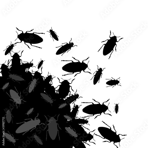 Insekten a