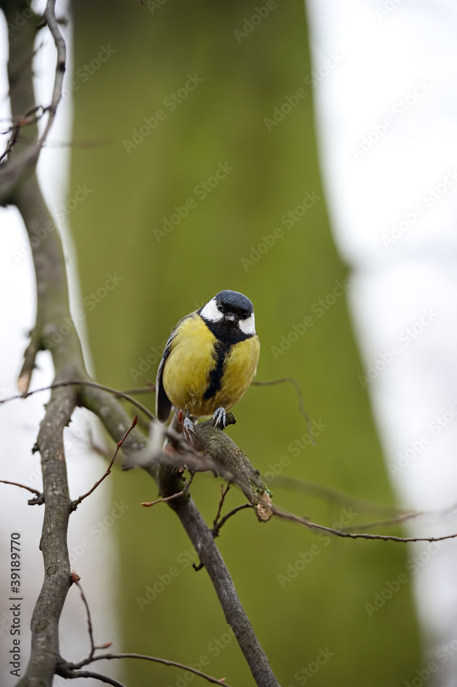 Fototapeta premium Great Tit (parus major) perched on a branch, looking at camera