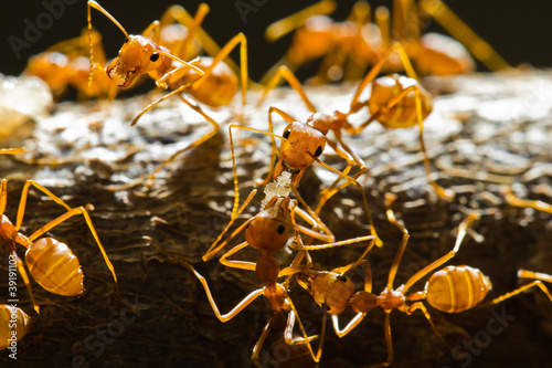 Red weaver ants share the food with the other © teptong