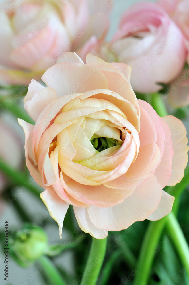 Fototapeta premium bunch of pink ranunculus