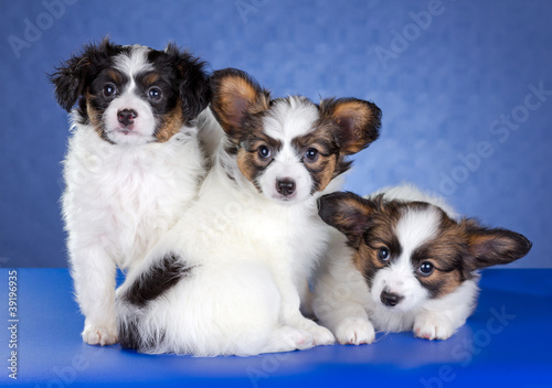 Three Papillon Puppies