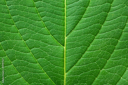 Green leaf texture with droplets. Macro