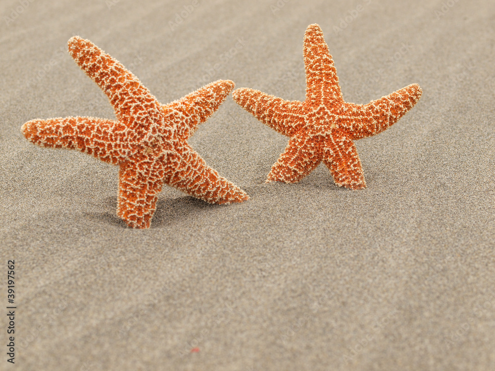 Two Starfish on the Beach with Windswept Sand Ripples Two Starfish on the Beach with Windswept Sand Ripples