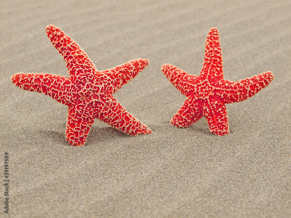 Two Red Starfish on the Beach with Windswept Sand Ripples Two Red Starfish on the Beach with Windswept Sand Ripples