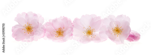 Cherry blossoms in a row isolated on white