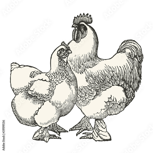 Poule et coq de Cochinchine