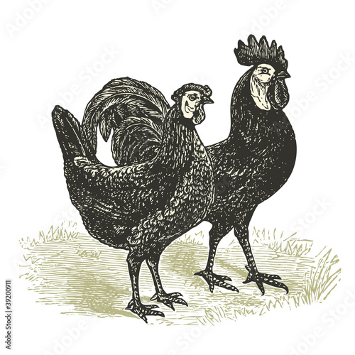 Poule & coq espagnols