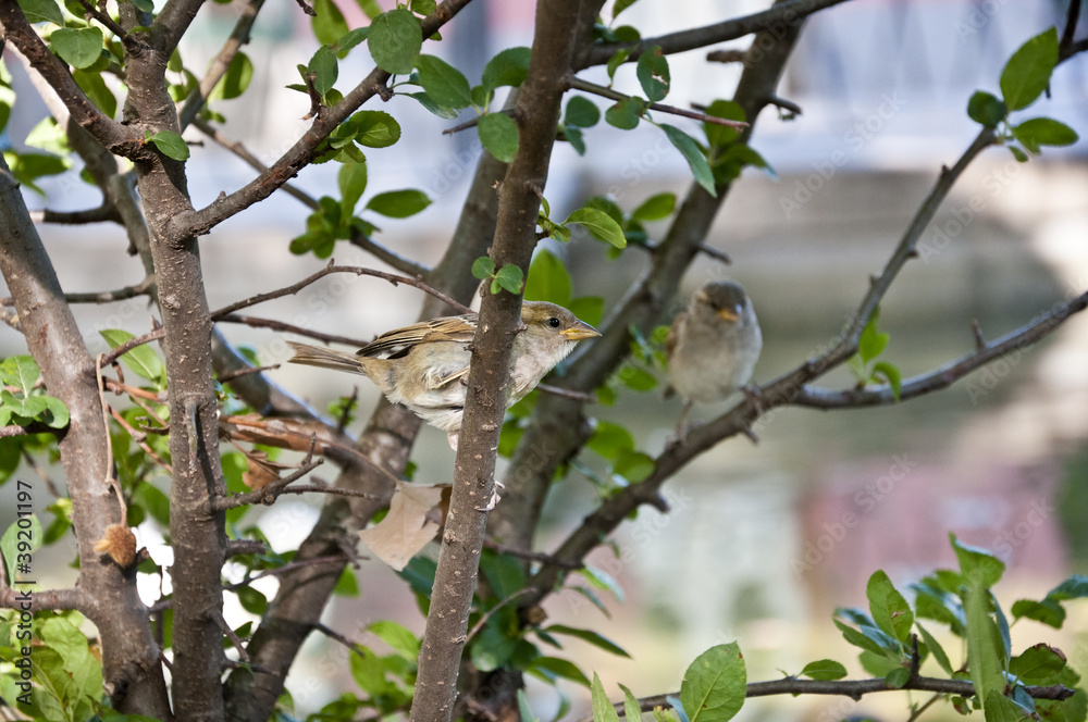 House Sparrow (Passer domesticus) perched on a branch House Sparrow (Passer domesticus) perched on a branch