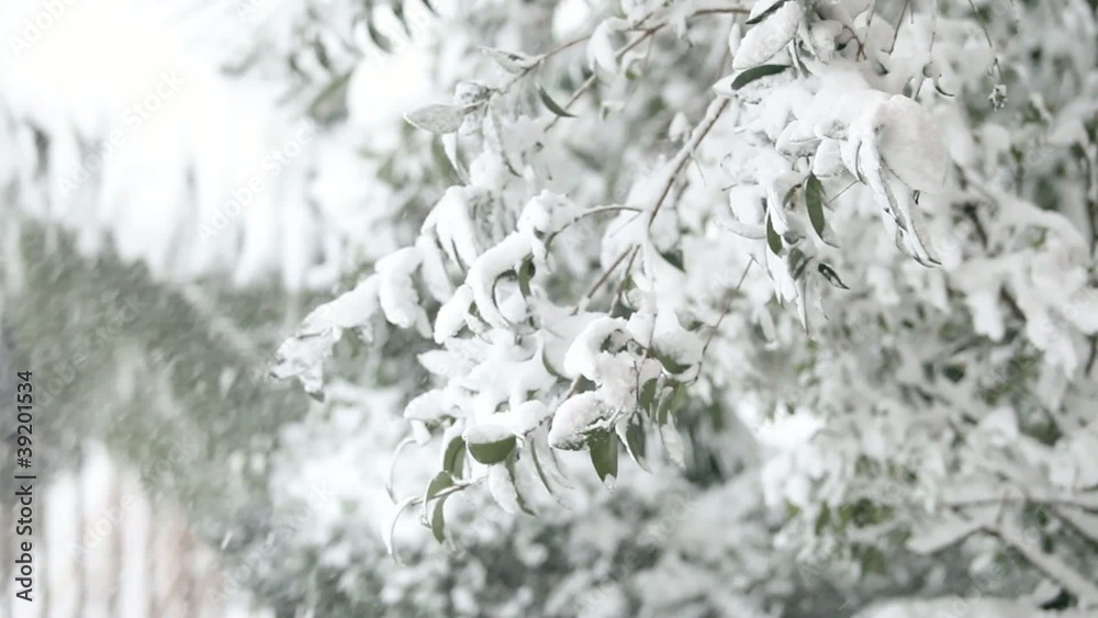 neve che cade dagli alberi