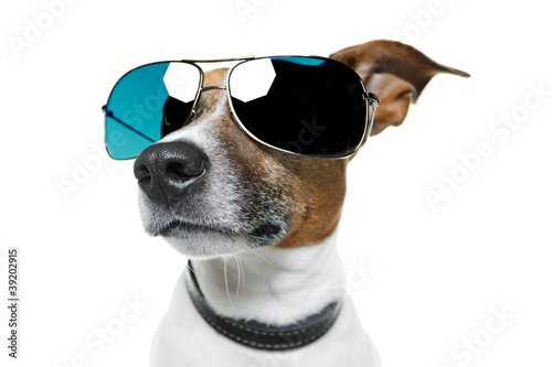 Dog with blue shades © Javier brosch