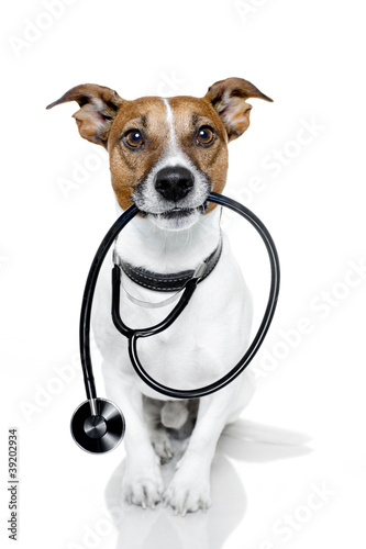 dog with a stethoskope