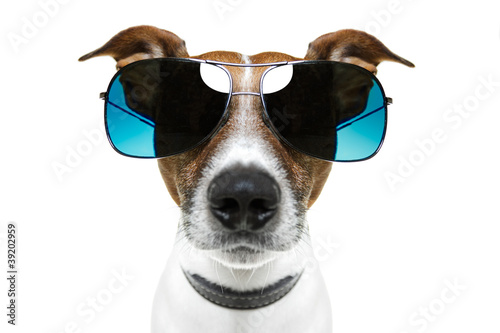 dog with blue shades bored to tears frontal © Javier brosch
