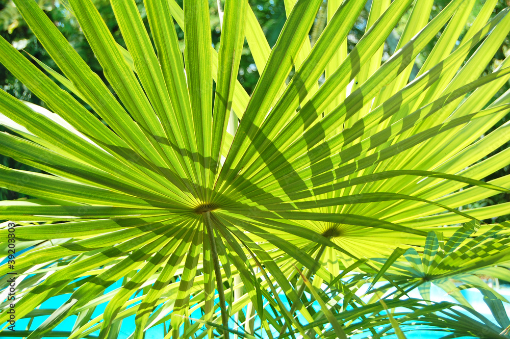 green leaves green leaves