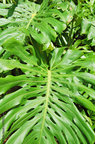 tropical plant leaves