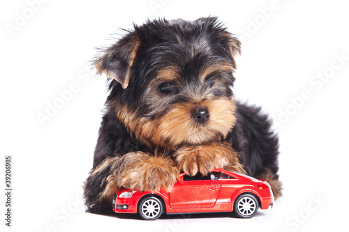 Yorkshire terrier puppy on white