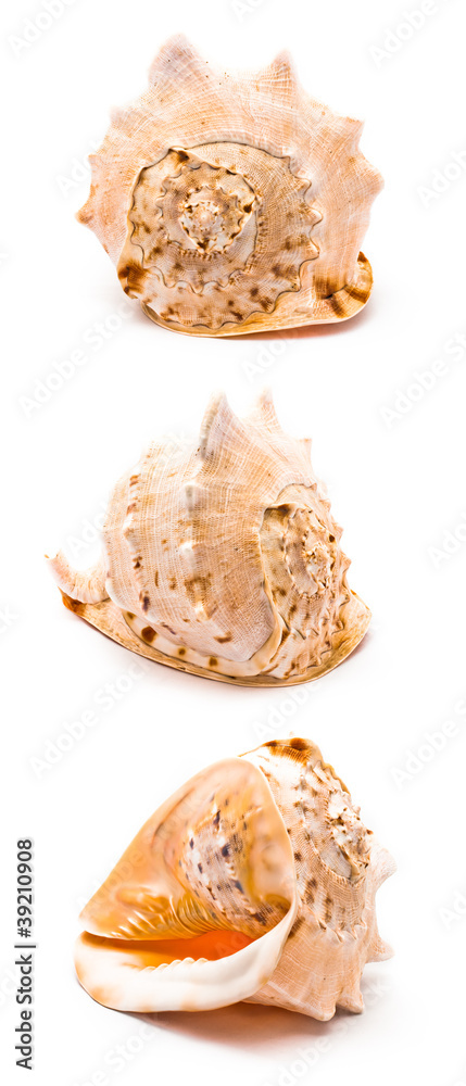 Isolated big seashell Isolated big seashell