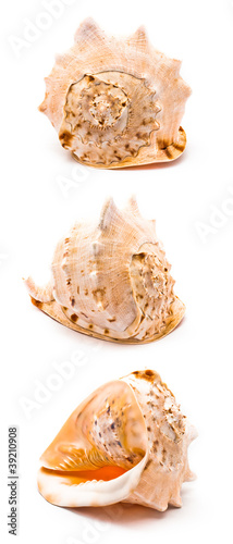 Isolated big seashell