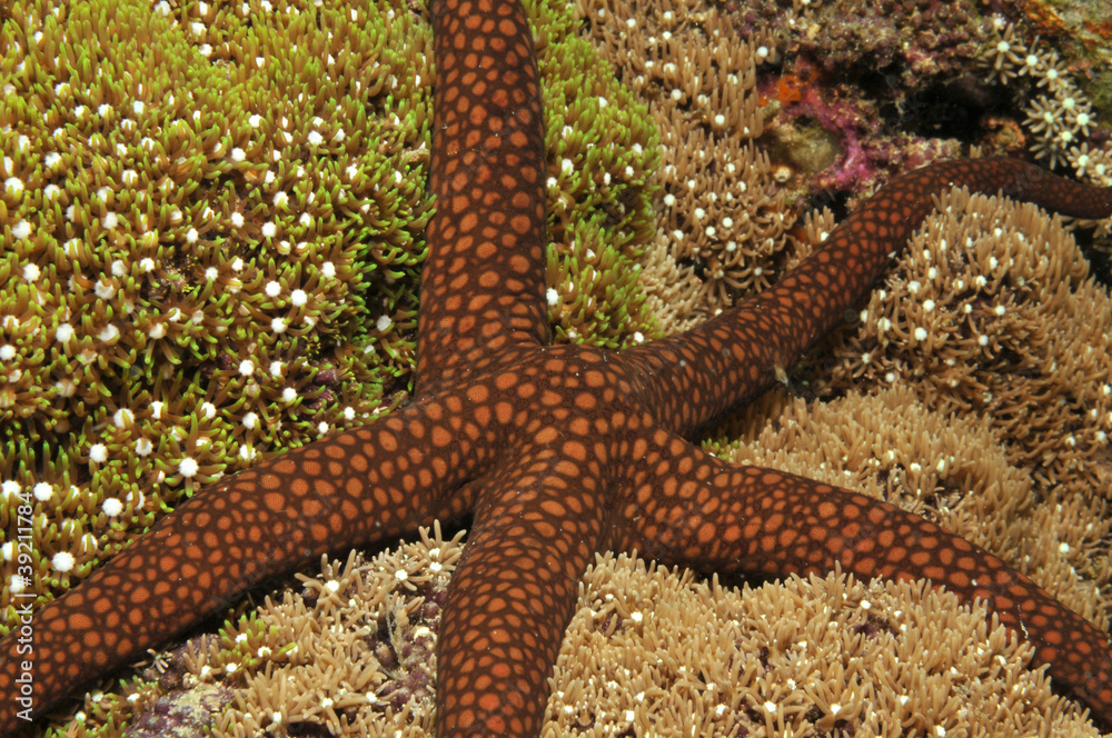 Naklejka premium Galathea Seestern