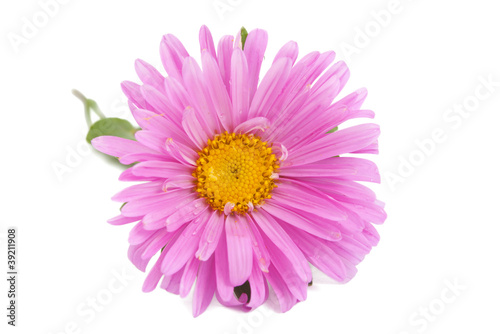 pink aster isolated © ksena32