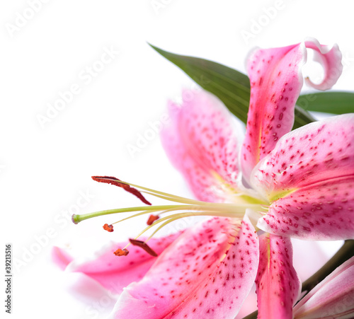 Stargazer lily isolated