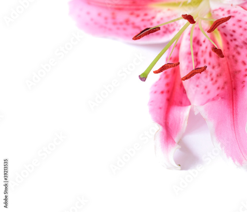 Lily floral template