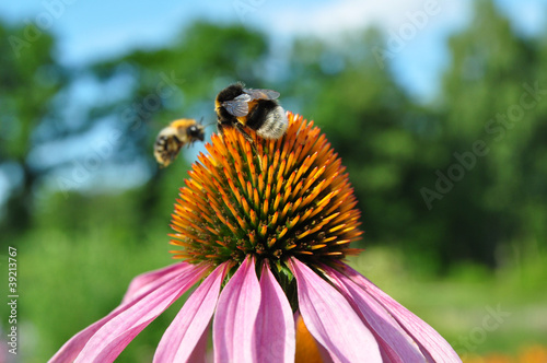 Bee on a flower